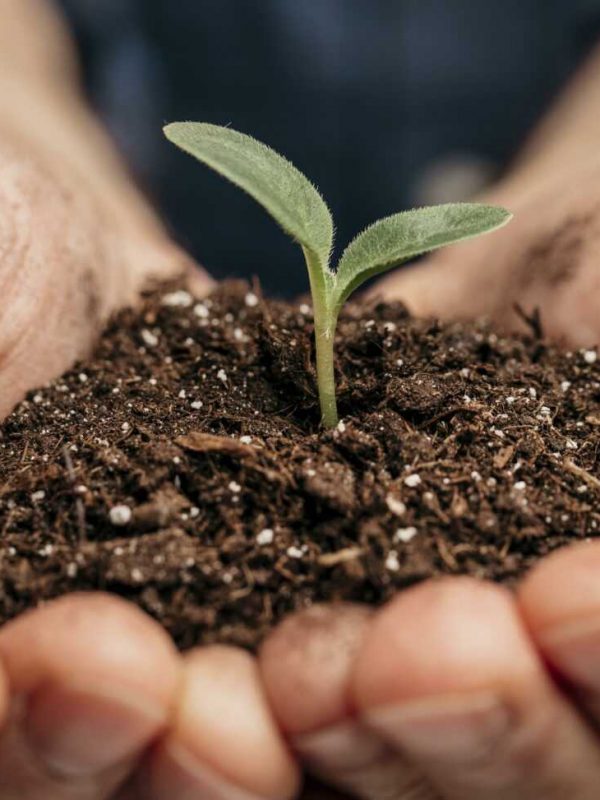 close-up-of-male-hands-holding-soil-and-little-plant